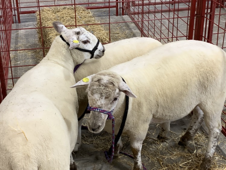 Grasslands Sheep Exhibition taking over the Humboldt Uniplex this